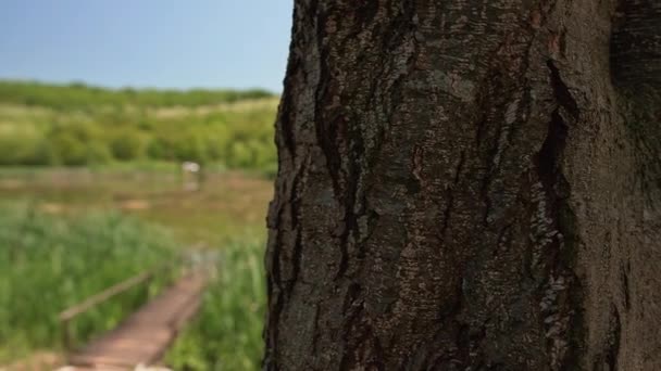 Rákosí Tráva Staré Molo Jezeře Bruje Srbsku Zpoza Stromu — Stock video