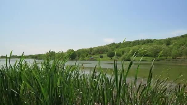 Frisches Grünes Gras Flattert Wind Ufer Des Sees Bruje Serbien — Stockvideo