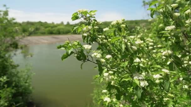 Белые Цветы Обычного Догвуда Берегу Озера Брюе Сербии — стоковое видео