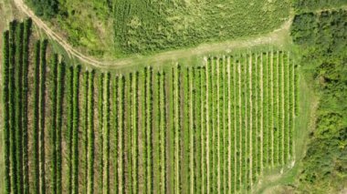 İnsansız hava aracı, üzüm bağı ve yoldan geçen yolların yeşil sıralarını yakalıyor.