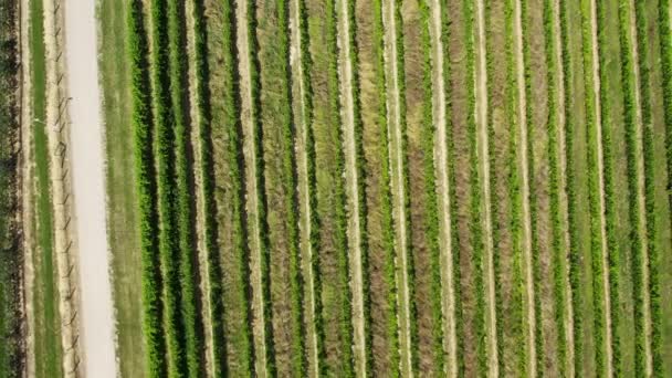Aerial View Green Rows Vineyard Roads Passing — Stockvideo