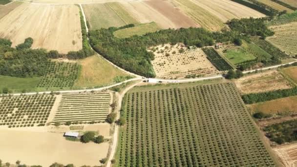 Αεροφωτογραφία Των Πράσινων Και Χρυσών Γεωργικών Αγρών Και Αμπελώνων Στο — Αρχείο Βίντεο