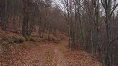 Bulutlu bir günde çıplak ağaçlarla çevrili toprak yol görüntüleri.