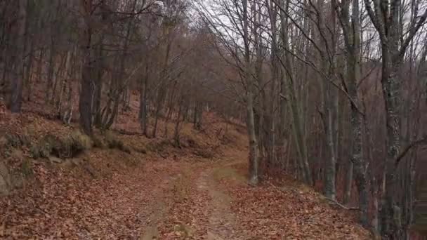 Footage Dirt Road Surrounded Woods Bare Trees Cloudy Day — Stock Video