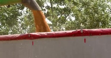 Altın buğdayın kamyondan dökülüşünü yakından izleyin.