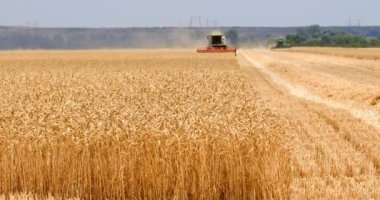 İki hasatçı, kırsalda geniş bir altın tarlasında birleşir.