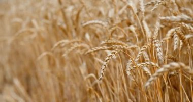 Olgun altın buğdayın rüzgarda dalgalanan bir tarlada videosunu kapat