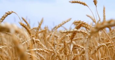 Mavi gökyüzüne karşı rüzgarda yavaşça sallanan altın kulaklı videoyu kapat.