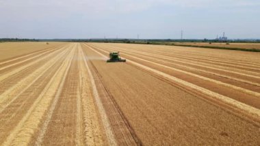 Buğday tarlasında hasat aracının görüntüsü saman çizgileri bırakıyor