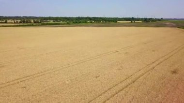 İnsansız hava aracı yemyeşil olana doğru altın kahverengi buğday tarlasının üzerinde uçar.
