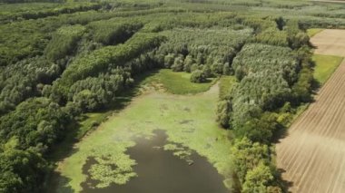 Yeşil gölet ve ormanın insansız hava aracı videosu, sonbahar havası ve kuru ağaçlara dönüşüyor.