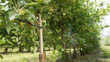 Su bitkilerine genç yeşil elma ağaçlarına bağlı bir hortumdan damlayan su.