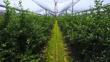 Ağ altındaki yeşil elma bahçesindeki simetrik ağaçlar