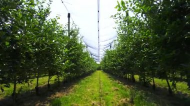 Bahçedeki ağlarla kaplı küçük elma ağaçları.