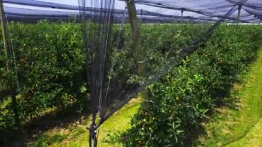 Genç elma ağaçları, güvenli olması için ağlarla çevrili meyve bahçelerinde.