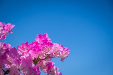 Çiçek çerçevesi, Pembe çiçekli bougainvilleas arka planda.