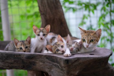 Kedi. Yavrular uyuyor. İranlı kedi yavruları kedi kulesinde oturuyor.