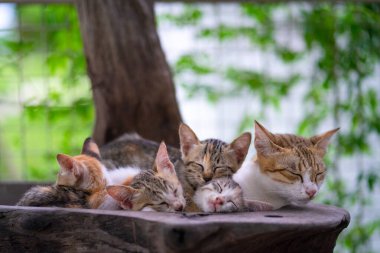 Kedi. Yavrular uyuyor. İranlı kedi yavruları kedi kulesinde oturuyor.