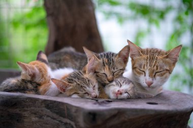 Kedi. Yavrular uyuyor. İranlı kedi yavruları kedi kulesinde oturuyor.
