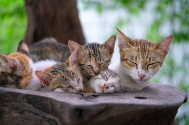 Kedi. Yavrular uyuyor. İranlı kedi yavruları kedi kulesinde oturuyor.