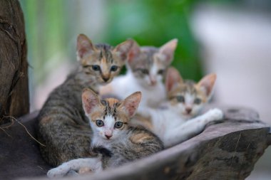 Kedi. Yavrular uyuyor. İranlı kedi yavruları kedi kulesinde oturuyor.