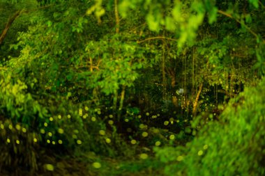 Ateş böceği, siyah arka plan üzerine ateş böceği