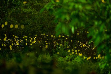 Ateş böceği, siyah arka plan üzerine ateş böceği