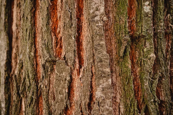 Tree bark texture. Tree bark texture background. Tree bark texture background