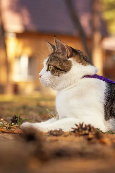 Mor yakalı genç gri-beyaz bir kedi, bir çam ormanının ortasındaki güneşli bir çayırda, ahşap kır evlerinin arka planına karşı yatıyor. Profil portresi