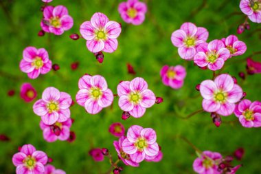 Pembe Saxifraga çiçekleri yemyeşil bir zemine saçılmış. Bu küçük çiçekler, üst üste binen narin taç yapraklarıyla çevrili sarı merkezlerle canlıdır. Makro arkaplan fotoğrafı.