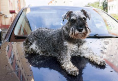 Minyatür Schnauzer köpek tuzu ve biber rengi bir arabanın kaputunda yatıyor. 