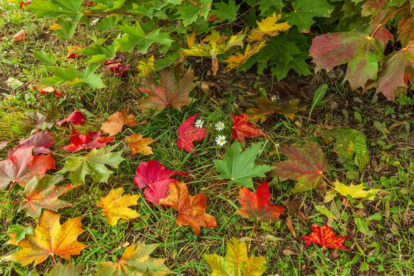 Sonbahar yaprakları, çimlerin üzerindeki renkli akçaağaç yaprakları