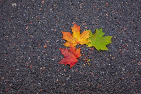 Sonbahar trafik ışıkları: Akçaağaç yaprakları ıslak asfaltta, kırmızı yeşil kehribar