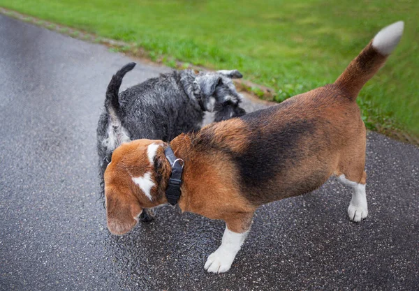 Selamlar: cüce minyatür schnauzer köpek ve köpek yavrusu buluşup birbirlerini tanıtıyorlar.