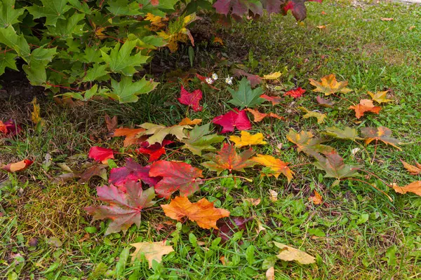 Sonbahar. Çimenlerin üzerinde renkli akçaağaç yaprakları