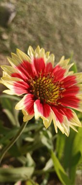 Attractive Indian blanket flower red in color. Beautiful and aromatic Gaillardia in garden. Close up shot of flowers.