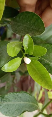 Yaprakların etrafında güzel beyaz bir çiçek tomurcuğu. Bahçede yetişen turunçgil meyvesi. Tropikal yaprakların üst görünümü.