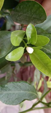 Yaprakların etrafında güzel beyaz bir çiçek tomurcuğu. Bahçede yetişen turunçgil meyvesi. Tropikal yaprakların üst görünümü.