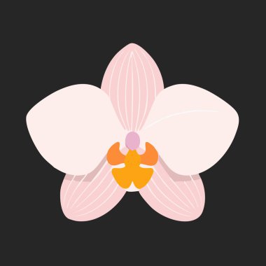 Beyaz ve pembe bir orkide çiçeğinin minimalist vektör çizimi. Koyu arkaplan üzerinde turuncu ve sarı bir merkez, modern çiçek tasarımı..