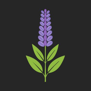 Lavanta ya da mor kır çiçeğinin koyu arka planda yeşil yapraklı minimalist vektör çizimi, modern düz botanik çizimi.