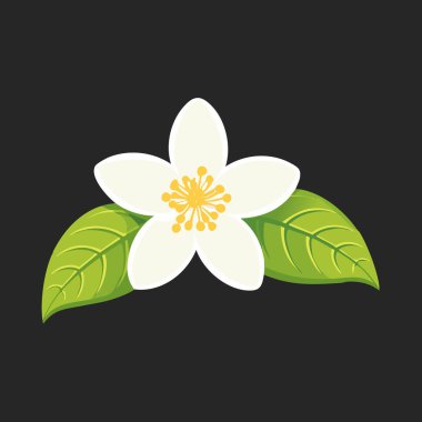 Sarı merkezli, yasemin çiçeğinin düz vektör çizimi ve siyah arkaplanda yeşil yapraklar, basit ve zarif bir çiçek tokası..