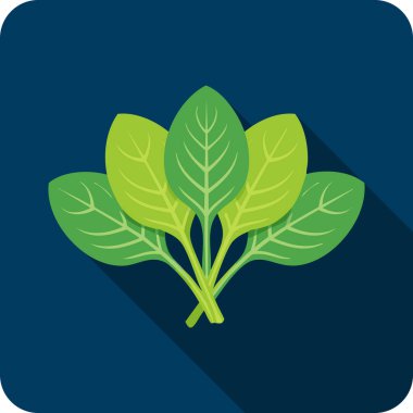 Taze Ispanak Yaprakları Simgesi - Yemek ve Beslenme Tasarımları İçin Sağlıklı Yeşil Sebze.