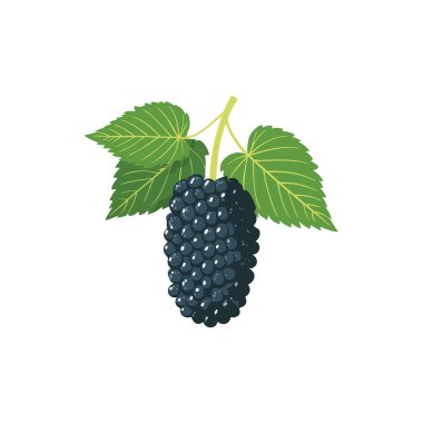 Yeşil Yaprak Vektör Resimli Taze Blackberry Meyvesi