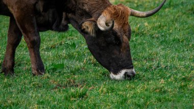 Yeşil çayırda otlayan özgür bir inek