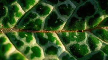 Yeşil yapraklı doğal geometrik çizgilerin arkaplanı ve güneş ışığından gölgeler.