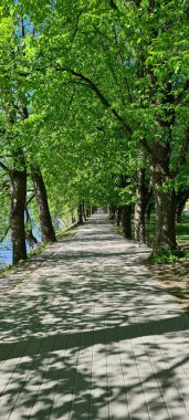 Baharda parkta boş bir patika