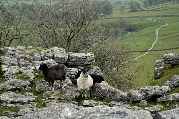 Sheep, two black and one white, on the mountain.  In the background are green meadows, a path, a river and bushes