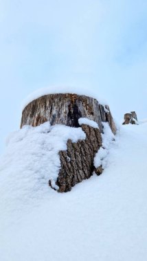 Karla kaplı ağaç kütüğünün dikey görüntüsü