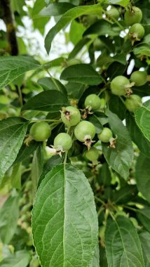 # Ağaçtaki yeşil cennet elmaları #