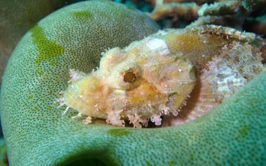 Güzel, parlak akrep balığı bir mercanın üzerinde oturuyor. Yüksek kalite fotoğraf